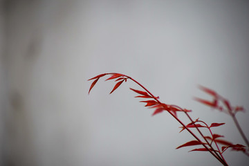 紅葉白背景