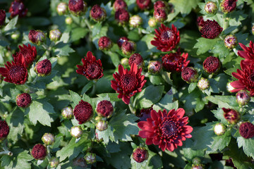 紅色小菊花