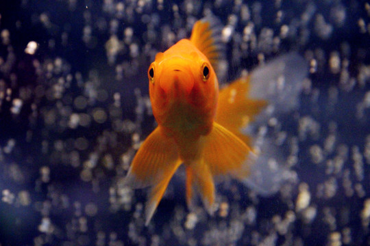 色彩艷麗的錦鯉魚