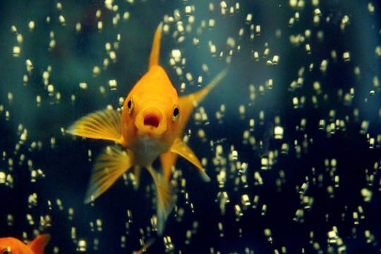 水中寶石錦鯉魚