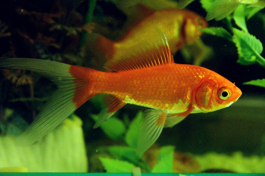 水中藝術(shù)品錦鯉魚