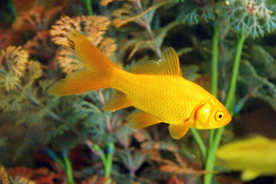 水中藝術(shù)品錦鯉魚