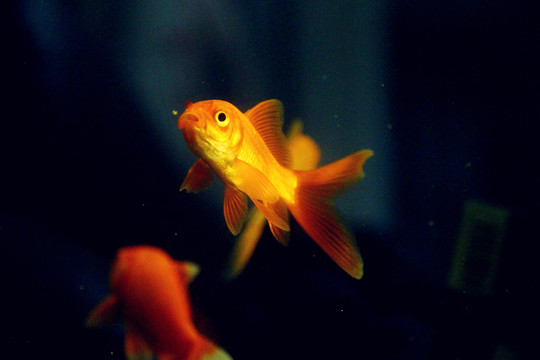 色彩艷麗的錦鯉魚