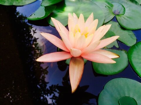 睡蓮花