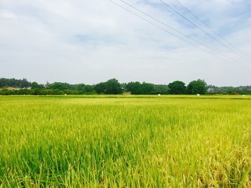 豐收的田野
