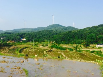 開墾的稻田
