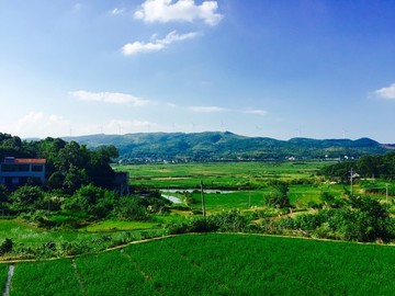 綠油油的稻田