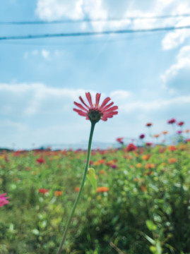 特寫花