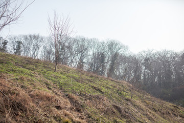 山坡樹林
