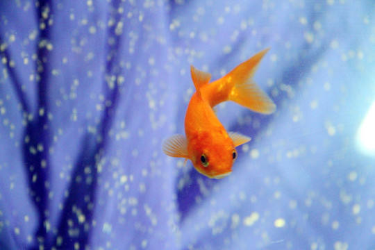 水中精靈錦鯉魚