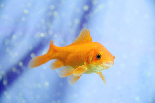 水中精靈錦鯉魚