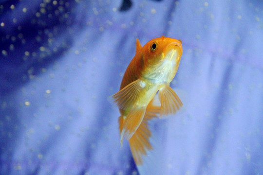 會游泳的藝術(shù)品錦鯉魚