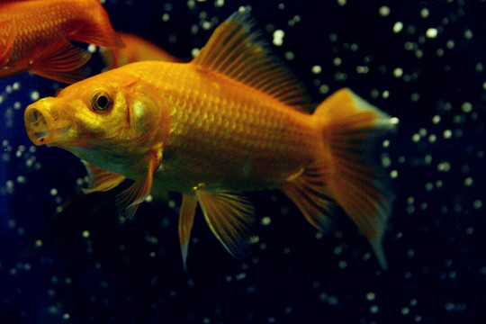 水中芭蕾舞者錦鯉魚