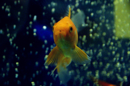 水中舞者錦鯉魚