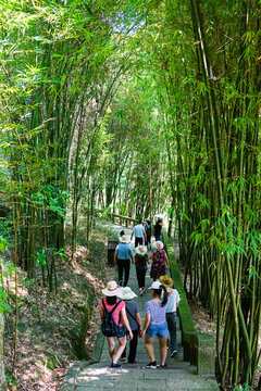 竹林小道