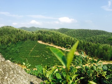 高山有機(jī)綠茶園