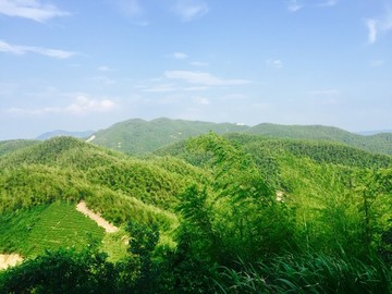 高山有機(jī)綠茶