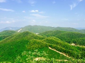 高山有機綠茶園