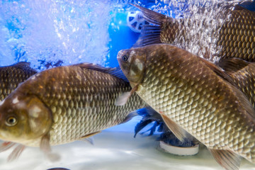 新鮮活鯽魚