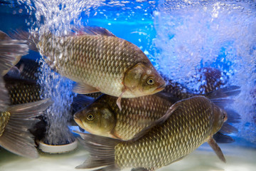 新鮮活鯽魚(yú)