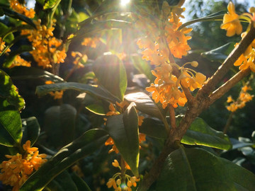 桂花