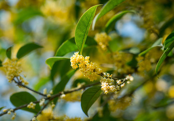 桂花樹