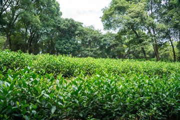 绿色茶场