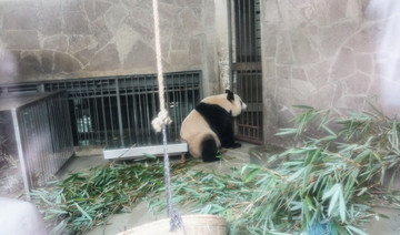 成都大熊貓繁育基地