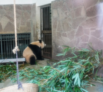 成都大熊貓繁育基地