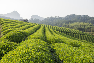 茶山