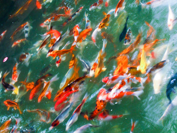 魚