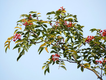 花椒