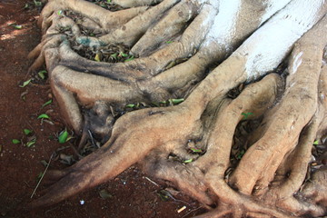 樹根