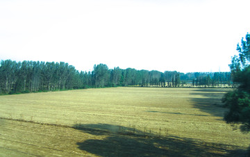 田野