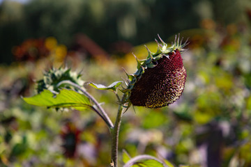 沈陽長白島葵花園