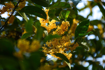 丹桂桂花