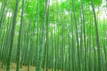 竹子竹林竹海