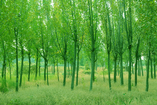 綠樹林