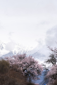林芝桃花