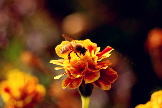 忙碌的蜜蜂