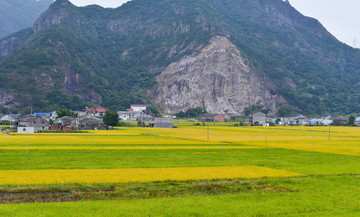 大山下的稻田