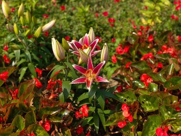 百合花