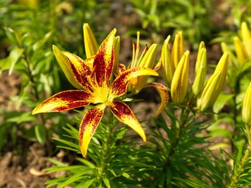 百合花