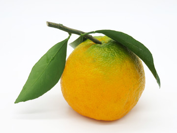 丑橘