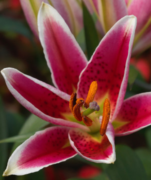 百合花