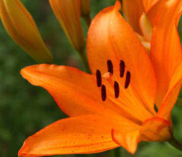百合花