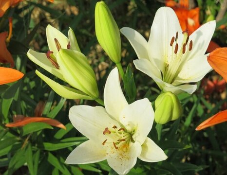 白百合
