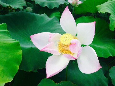 夏日荷花