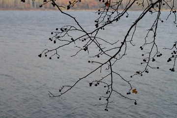 枝葉背景