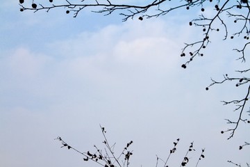樹枝背景